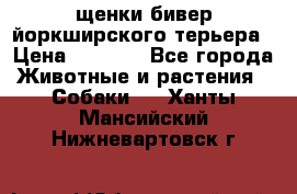 щенки бивер йоркширского терьера › Цена ­ 8 000 - Все города Животные и растения » Собаки   . Ханты-Мансийский,Нижневартовск г.